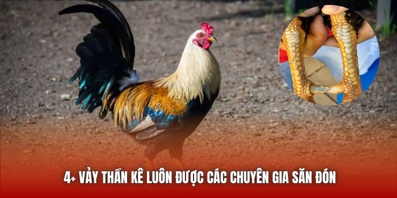 4+ vảy thần kê luôn được các chuyên gia săn đón