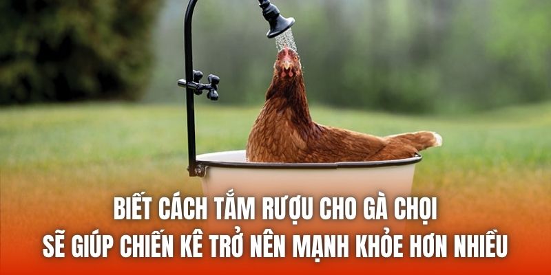 Biết cách tắm rượu cho gà chọi sẽ giúp chiến kê trở nên mạnh khỏe hơn nhiều