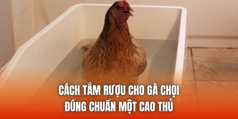 Cách Tắm Rượu Cho Gà Chọi Đúng Chuẩn Một Cao Thủ
