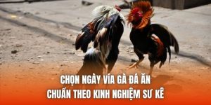 Chọn Ngày Vía Gà Đá Ăn Chuẩn Theo Kinh Nghiệm Sư Kê